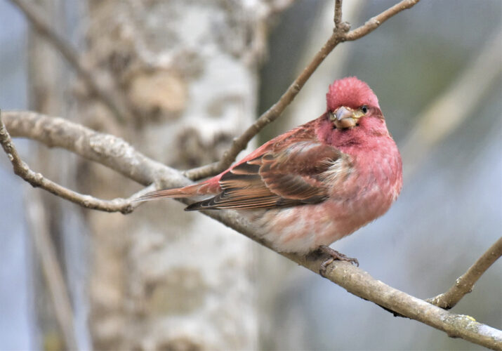 Winter bird forecast somewhat brighter than a year ago